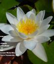 Водяная лилия Marliacea Albida фото