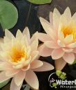 Водяная лилия Peace Lily фото