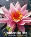 Nymphaea Rose Arey Кувшинка Роуз Эрей фото