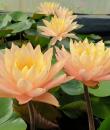 Nymphaea Siam Sunset фото