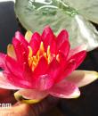 Nymphaea Steven Strawn фото