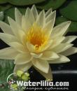 Кувшинка Texas Dawn фото