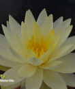 Nymphaea Norma God'e foto