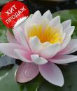 Водяная лилия Карнея (Nymphaea Marliacea Carnea) с розовыми цветами фото