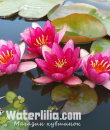 Водяная лилия Ellisiana фото