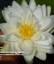 Nymphaea Gonnere Кувшинка Жоннери фото