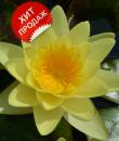 Nymphaea Marliacea Chromatella (Кувшинка Марлиака Хромателла) с жёлтыми цветами фото