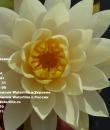 Водяная лилия Inner Light фото