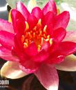 Nymphaea Steven Strawn фото