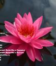 Nymphaea Tan Khwan Кувшинка Тан Кван фото