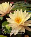 Водяная лилия Peace Lily фото