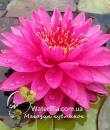 Nymphaea Pink Fairy фото