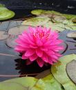 Nymphaea Pink Fairy фото