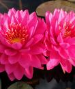 Nymphaea Pink Fairy фото