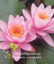 Водяная лилия Pink Sensation фото