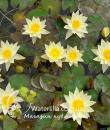 Кувшинка pygmaea Helvola фото
