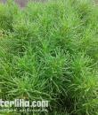 Сантолина зелёная Rosmarinifolia фото