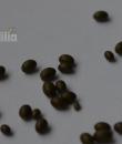семена водяной лилии Майла фото