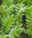 Silverweed Potentilla anserina фото