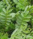 Silverweed Potentilla anserina фото