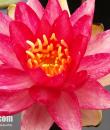 Nymphaea Steven Strawn фото