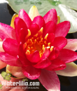 Nymphaea Steven Strawn фото