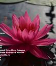 Nymphaea Tan Khwan Кувшинка Тан Кван фото