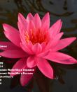 Nymphaea Tan Khwan Кувшинка Тан Кван фото