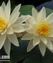 Кувшинка Texas Dawn фото