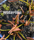 кувшинка с удобрением от waterlilia фото
