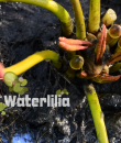 хорошо развитая делёнка весной с удобрением waterlilia