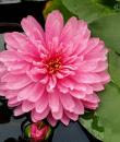 Водяная лилия April Peony фото