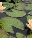 Водяная лилия Chrysantha фото