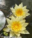 Кувшинка pygmaea Helvola фото