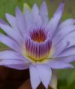 Tropical Nymphaea Pennsylvania foto