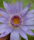 Nymphaea Pennsylvania foto