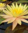 Водяная лилия Pinwaree фото