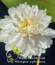 Водяная лилия White 1000 petals фото цветка