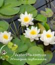 Карликовая нимфея WL Water White Baby фото
