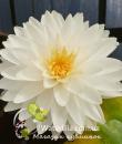 Nymphaea White Fairy фото цветка