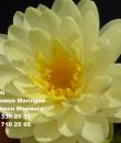 Nymphaea Lemon Meringue фото